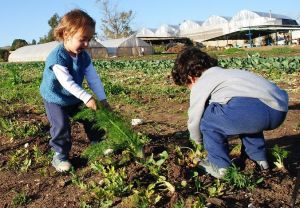 קטופותי: קטיף עצמי בשדות בית לחם הגלילית