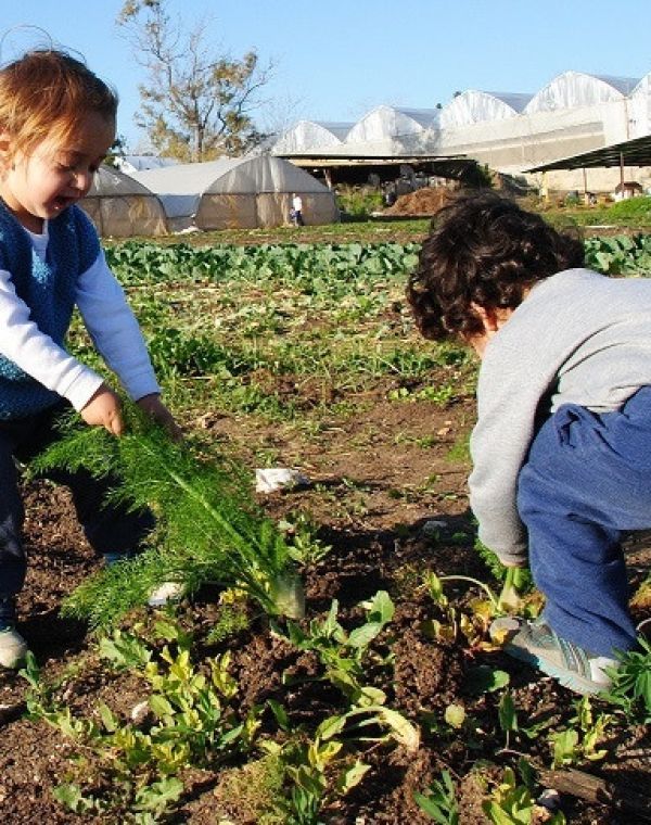 תמונה של קטופותי: קטיף עצמי בשדות בית לחם הגלילית - למטייל בישראל (טיולי)