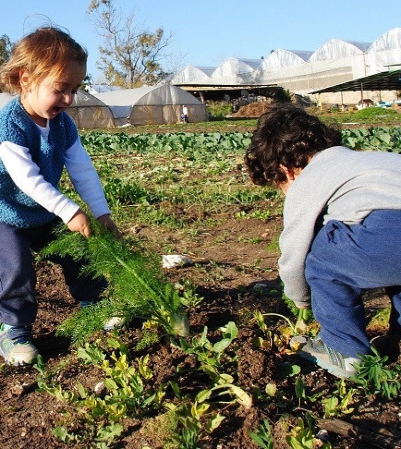 קטופותי: קטיף עצמי בשדות בית לחם הגלילית