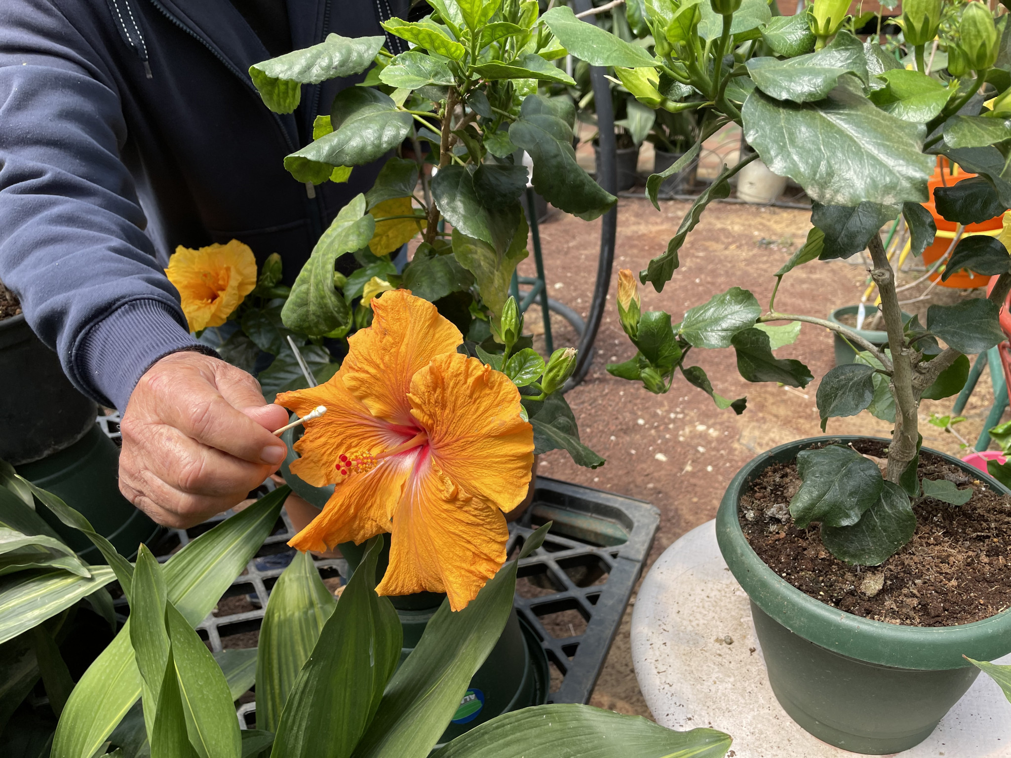 הכלאת היביסקוס | צילום: שיר בהר
