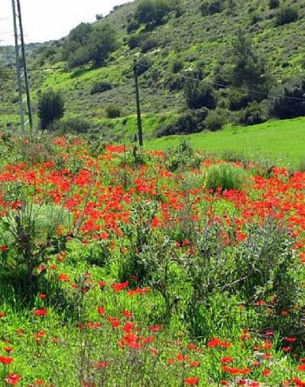 תמונה של יער אמציה - למטייל בישראל (טיולי)