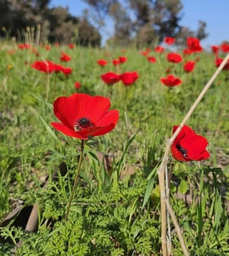 יער ניר משה