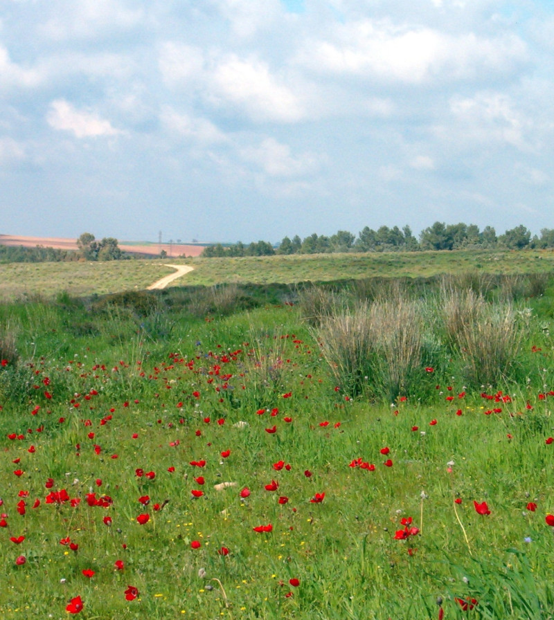 שמורת פורה ותל נג'ילה