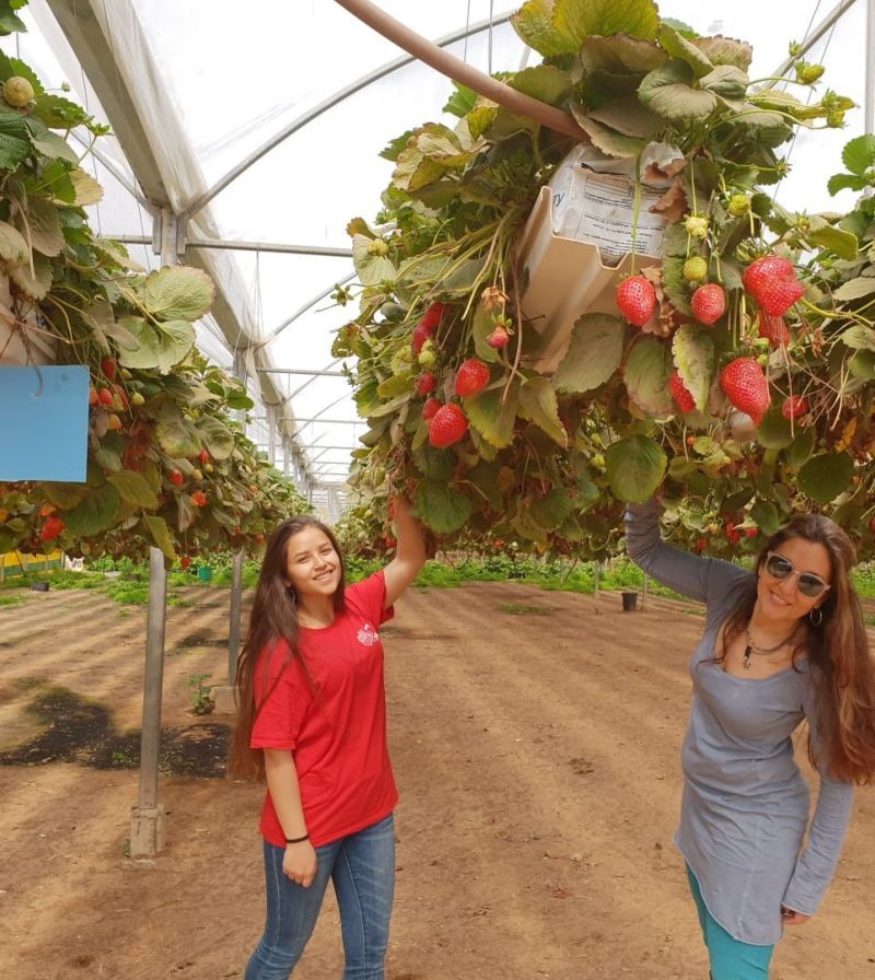 אורי תותים: קטיף עצמאי