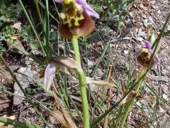 דבורנית גדולה - צילום של Iddo_3270859 - למטייל בישראל (טיולי) 5