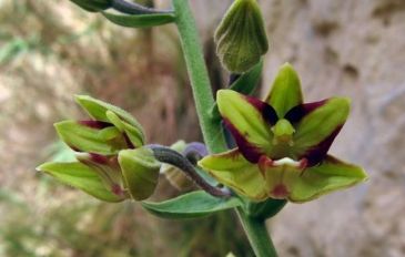 בן-חורש גדול (3)