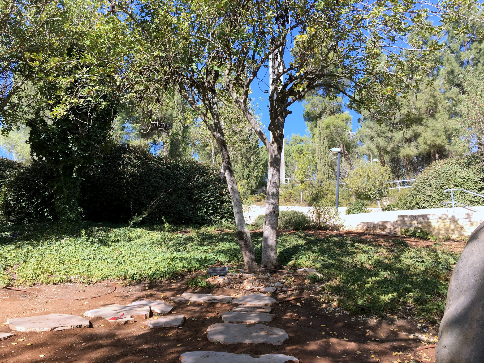 העץ של שינדלר בשדרת חסידי אומות עולם | צילום: שיר בהר