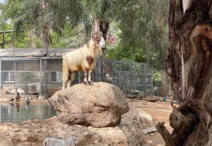 לגעת בחיות: מתחם ספארי לכל המשפחה