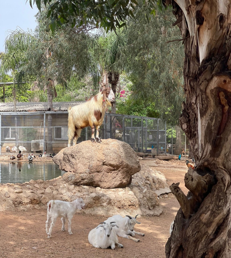 לגעת בחיות: מתחם ספארי לכל המשפחה