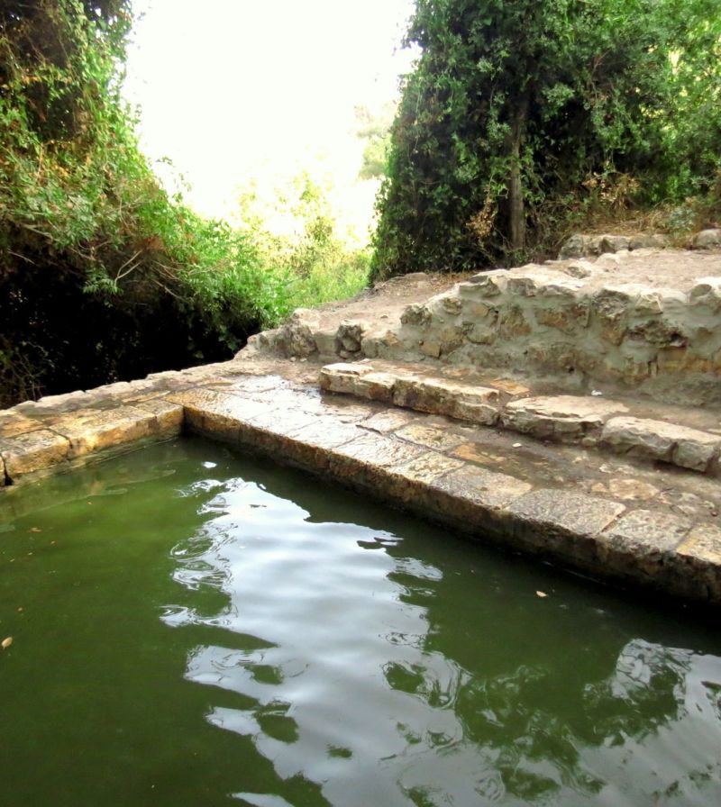 עין טייסים: בין העצים בהרי ירושלים