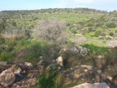 שקד מצוי - צילום של Iddo_3270859 - למטייל בישראל (טיולי) 3