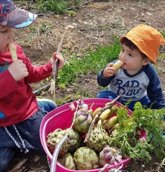 תמונה של קטופותי: קטיף עצמי ופעילויות מהנות בבית לחם הגלילית - למטייל בישראל (טיולי)