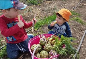 קטופותי: קטיף עצמי בשדות בית לחם הגלילית