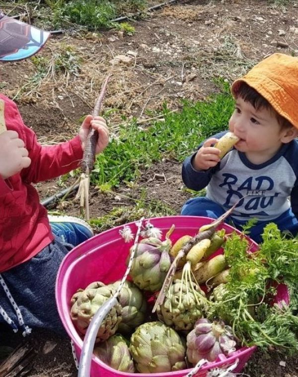 תמונה של קטופותי: קטיף עצמי בשדות בית לחם הגלילית - למטייל בישראל (טיולי)