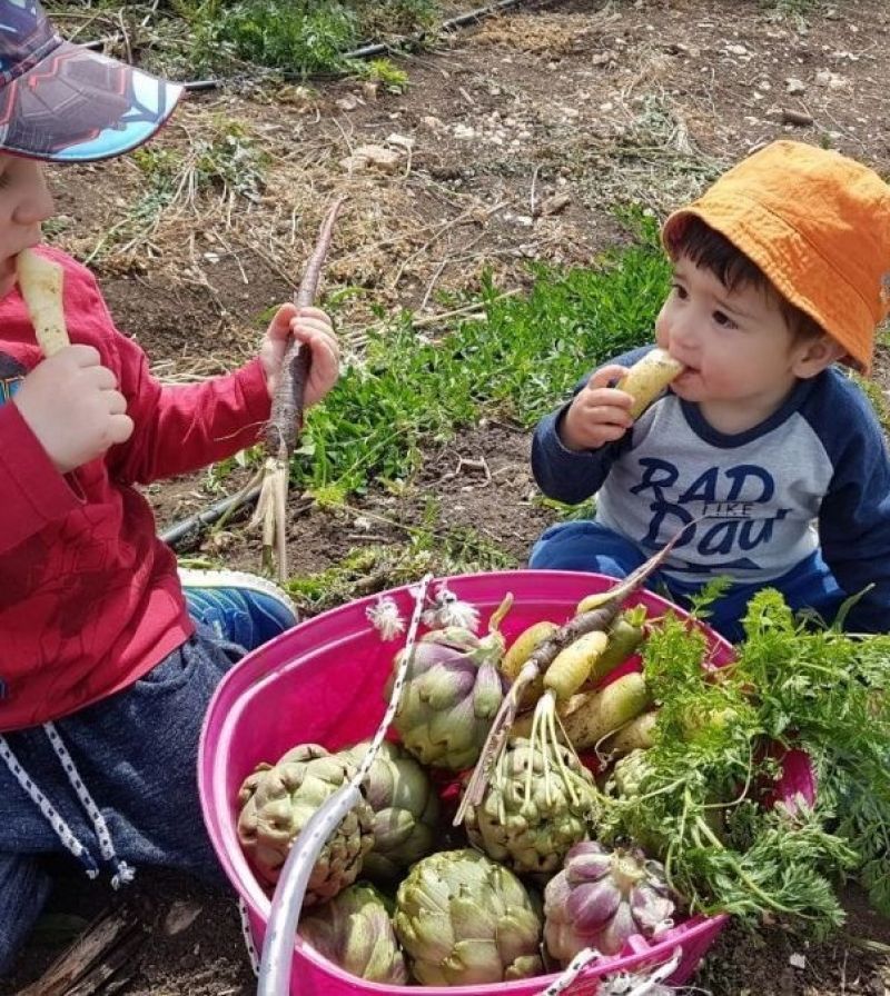 קטופותי: קטיף עצמי בשדות בית לחם הגלילית