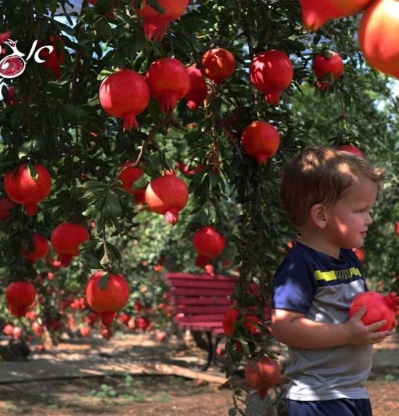 תמונה של אגרונן: קוטפים, טועמים ונהנים מחוויה מתוקה בטבע - למטייל בישראל (טיולי)