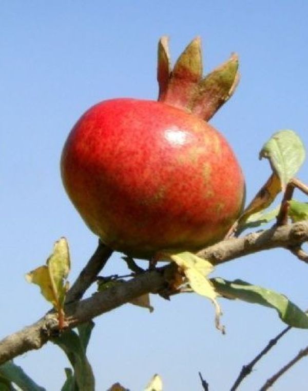 תמונה של שנה של פריחה והתחדשות - למטייל בישראל (טיולי)