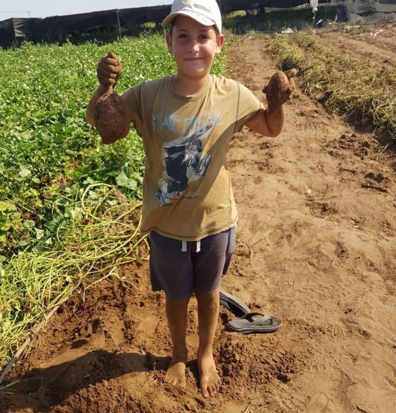 תמונה של משתלת הרא"ה: קטיף ירקות ומשתלה בעמק חפר - למטייל בישראל (טיולי)
