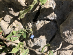 תכלתן מזרחי - צילום של אלחי47 - למטייל בישראל (טיולי)