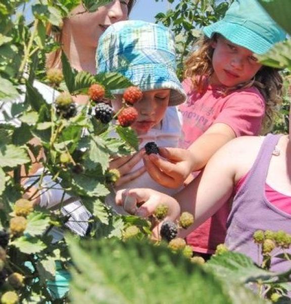 תמונה של קטופותי: קוטפים ונהנים בבית לחם הגלילית - למטייל בישראל (טיולי)