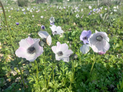 כלנית מצויה - צילום של Iddo_3270859 - למטייל בישראל (טיולי) 6