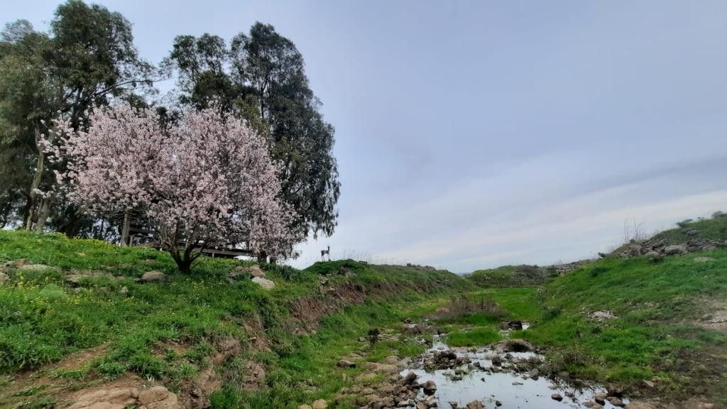 פריחת שקדיות בגבעת האלה במושב קשת | צילום: אבישג מירוני