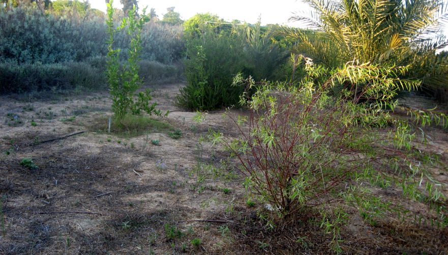 מבוך מרים במושב ניר משה | באדיבות המקום