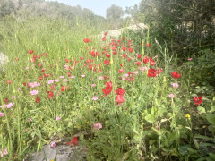 נורית אסיה - צילום של Iddo_3270859 - למטייל בישראל (טיולי) 2