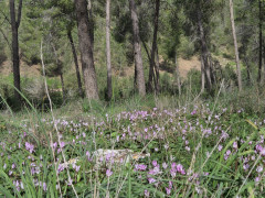אירוס ארץ-ישראלי - צילום של נוגה_3924854 - למטייל בישראל (טיולי) 5
