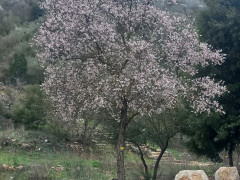 שקד מצוי - צילום של Iddo_3270859 - למטייל בישראל (טיולי) 4