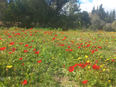 כלנית מצויה - צילום של Iddo_3270859 - למטייל בישראל (טיולי) 5