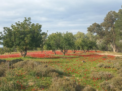 כלנית מצויה - צילום של Iddo_3270859 - למטייל בישראל (טיולי) 3