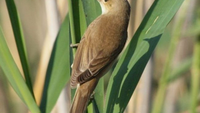 קנית קטנה (1)