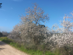 שקד מצוי - צילום של Iddo_3270859 - למטייל בישראל (טיולי)
