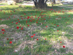 כלנית מצויה - צילום של Iddo_3270859 - למטייל בישראל (טיולי)