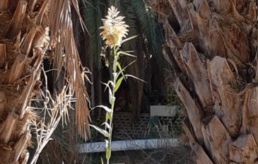 גשר אחד ונחל אחד  טיול לעת ערב בעמק הנפלא. (2)