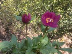אדמונית החורש - צילום של Iddo_3270859 - למטייל בישראל (טיולי) 5