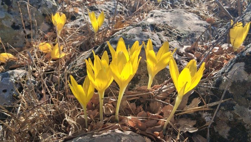 חלמוניות הבשן: פריחת הסתיו הצהובה הגיעה לרמת הגולן (1)