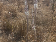 חצב מצוי - צילום של Iddo_3270859 - למטייל בישראל (טיולי) 3