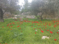 כלנית מצויה - צילום של Iddo_3270859 - למטייל בישראל (טיולי) 2