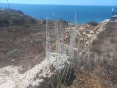 חצב מצוי - צילום של Iddo_3270859 - למטייל בישראל (טיולי) 7