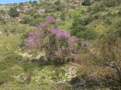 כליל החורש - צילום של Iddo_3270859 - למטייל בישראל (טיולי) 4