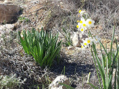נרקיס מצוי - צילום של Iddo_3270859 - למטייל בישראל (טיולי) 2