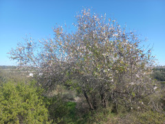 שקד מצוי - צילום של Iddo_3270859 - למטייל בישראל (טיולי) 7