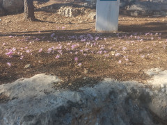 סתוונית היורה - צילום של Iddo_3270859 - למטייל בישראל (טיולי) 2