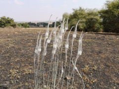 חצב מצוי - צילום של מ.פ 1967 - למטייל בישראל (טיולי) 5