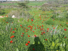 כלנית מצויה - צילום של Iddo_3270859 - למטייל בישראל (טיולי) 6