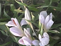 כרכום נאה - צילום של אלחי47 - למטייל בישראל (טיולי)