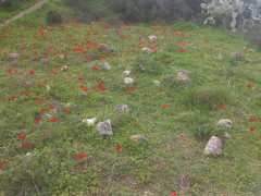 כלנית מצויה - צילום של Iddo_3270859 - למטייל בישראל (טיולי) 3