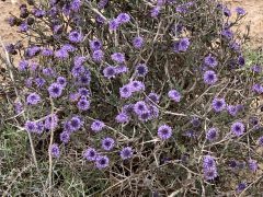 גולנית ערב - צילום של אלחי47 - למטייל בישראל (טיולי)